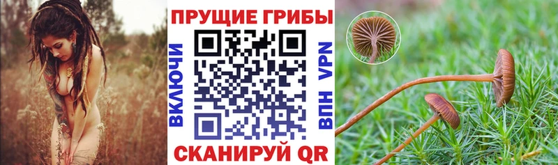 Галлюциногенные грибы Psilocybine cubensis  мориарти телеграм  Малоярославец 